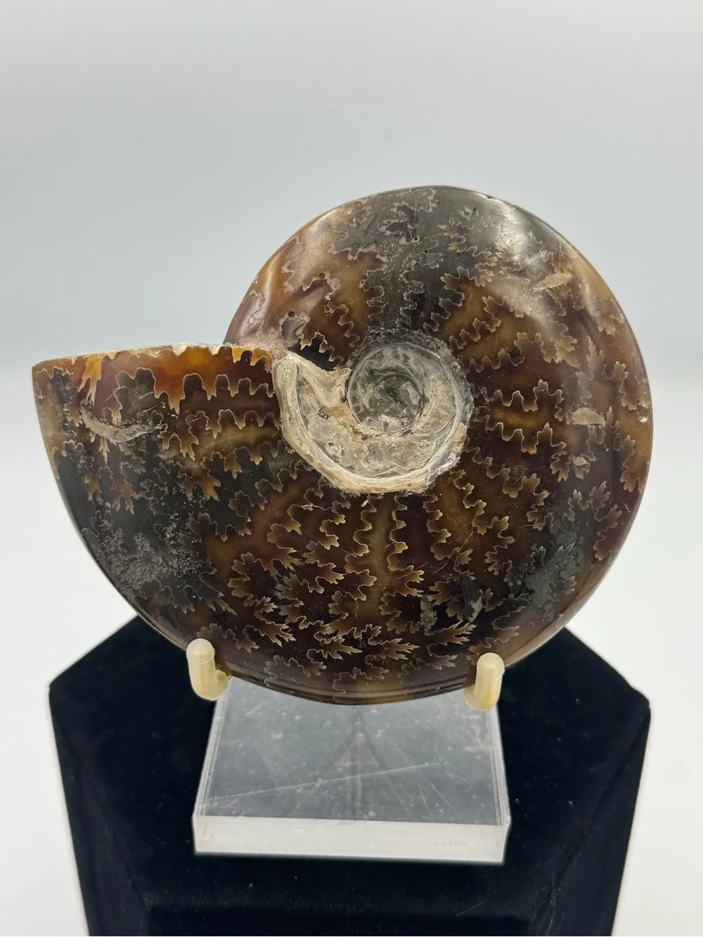 Ammonite Fossil Specimen (Madagascar)